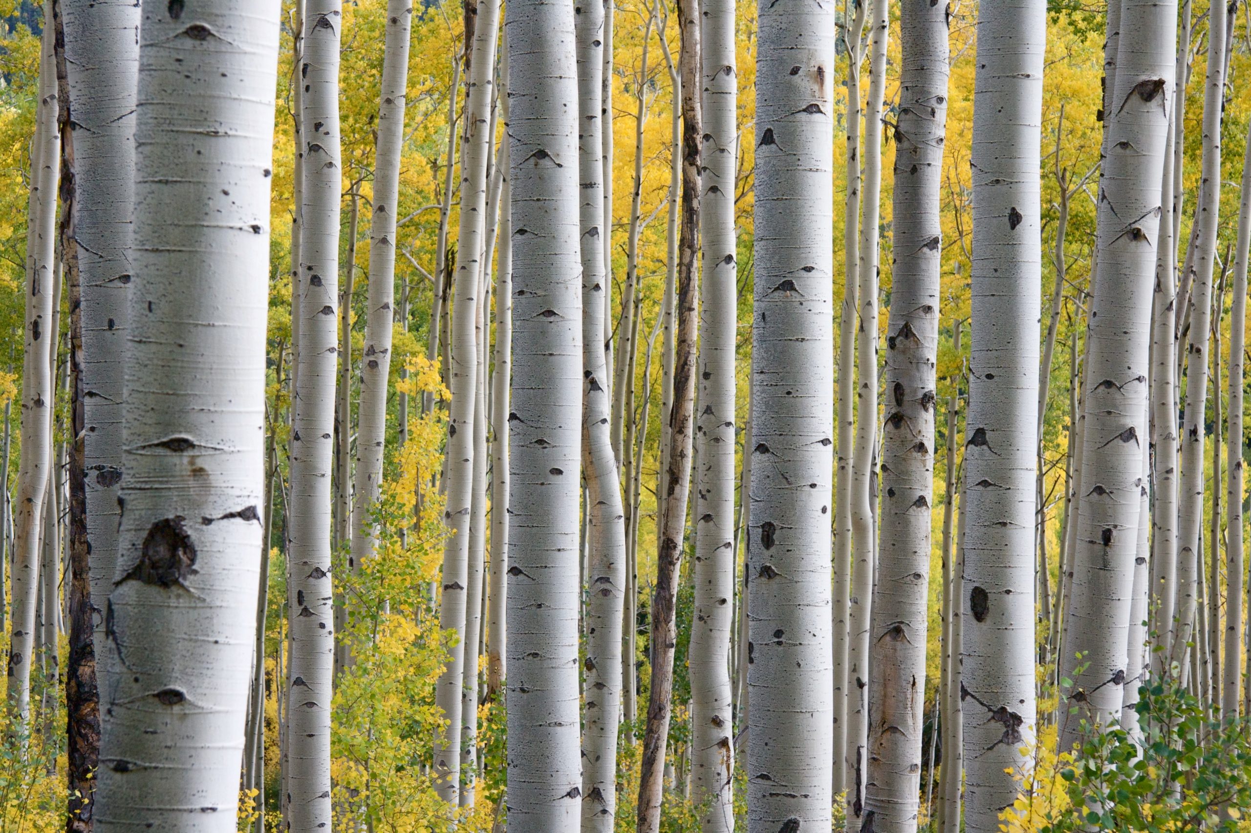 Silver_birch_in_a_wooded_area Silver_birch_in_a_wooded_area
