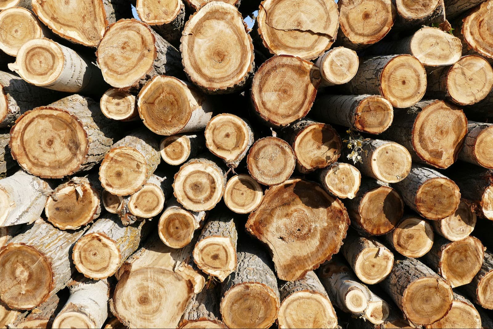 poplar-wood-log